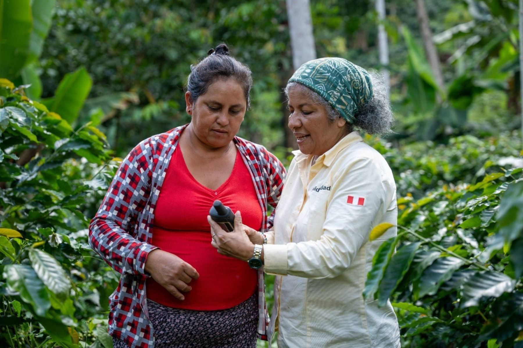 Productores amazónicos en cultivos de café, cacao y palma aceitera aplicando prácticas libres de deforestación