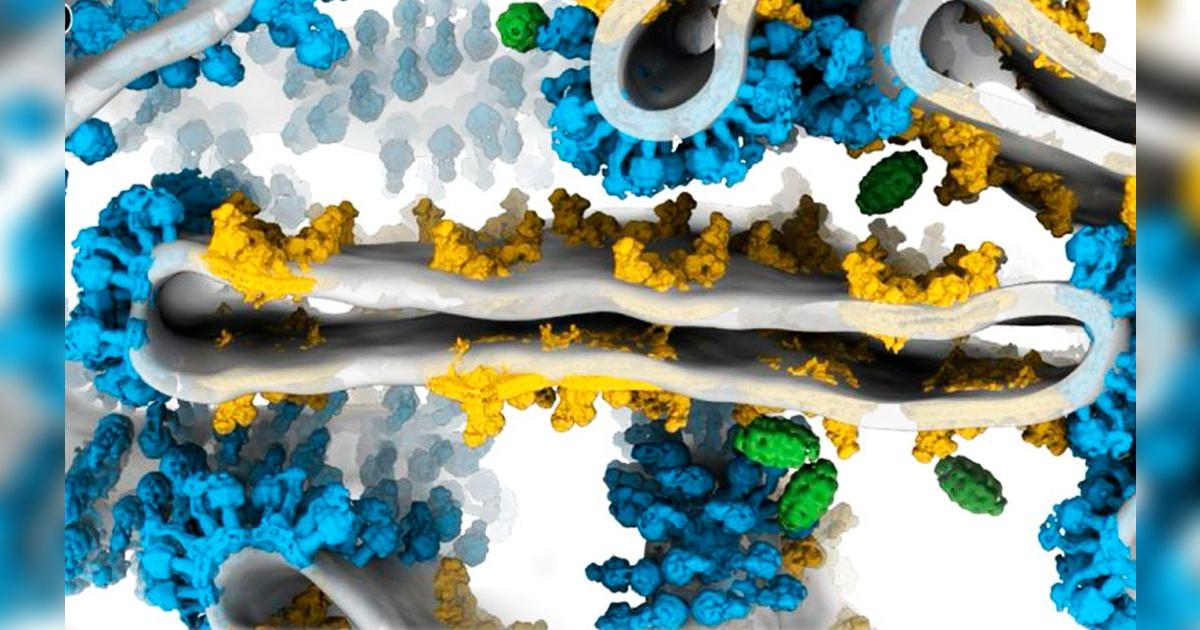 Guía Científica para la Regeneración Mitocondrial y Energía Ilimitada